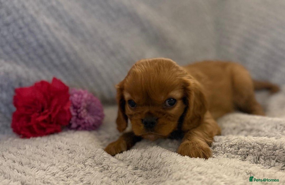 Cavalier King Charles Spaniel dogs for sale: KC REG, HEART, EYE AND DNA TESTED PARENTS - Image 29