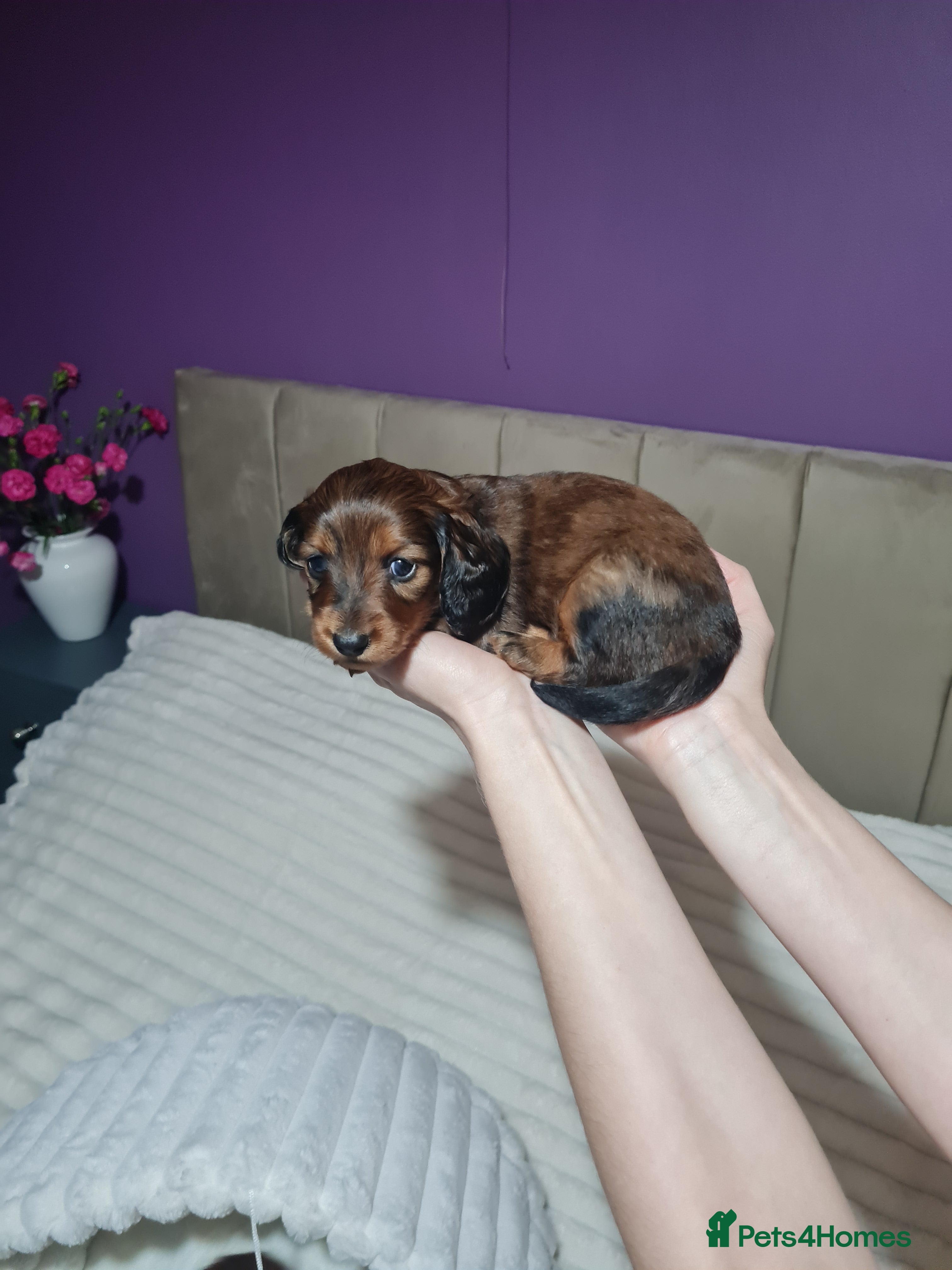 Miniature Dachshund dogs Kc reg,Pra clear Champion bloodlines Pedigre pupp - Advert 16