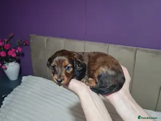 Miniature Dachshund dogs Kc reg,Pra clear Champion bloodlines Pedigre pupp - Advert 16