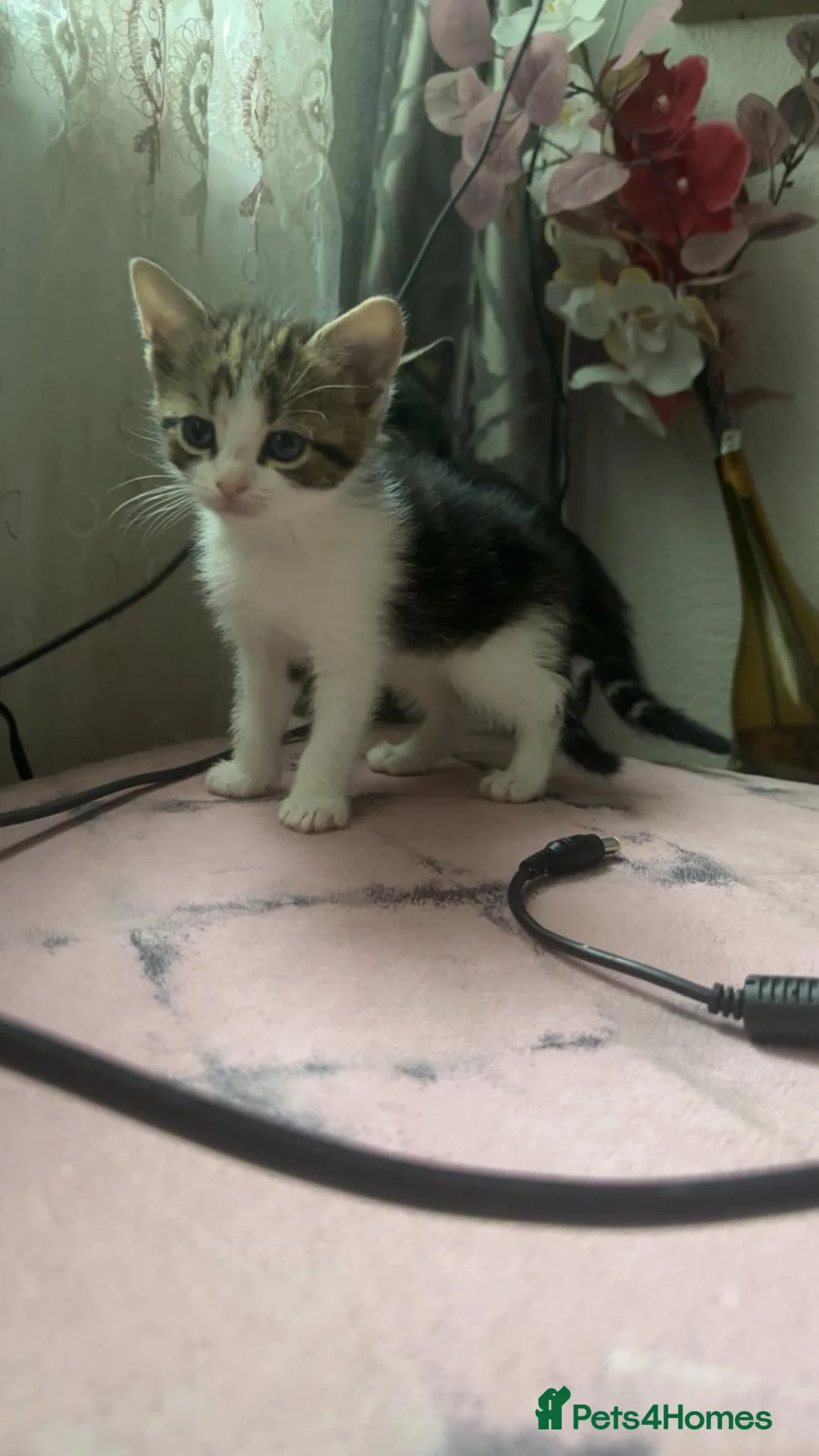 Mixed Breed cats for sale: 5 kittens ready for a new home  in London - Advert 2