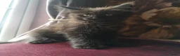 Maine Coon cats for sale: TICA reg HEALTH CHECKED Maine Coons - Advert 32
