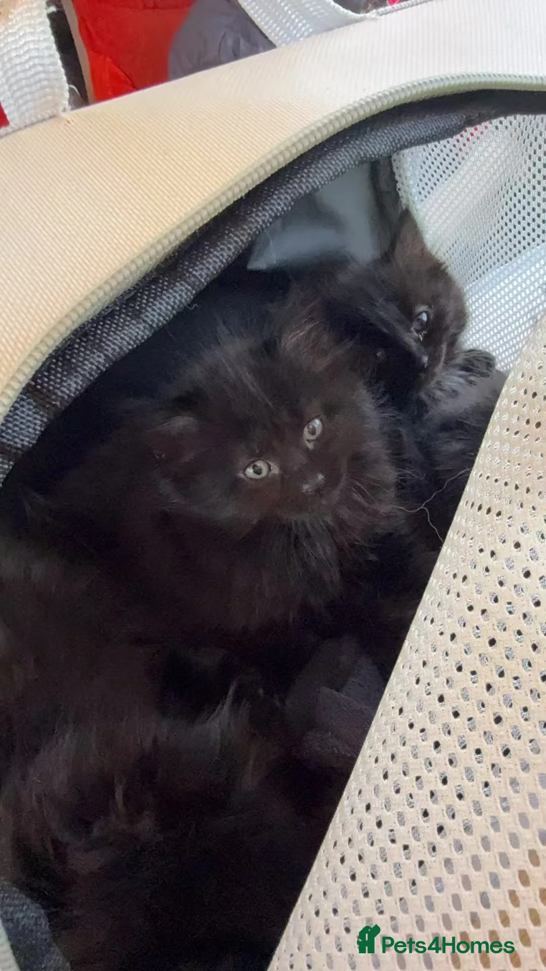 Norwegian Forest Cat cats for sale: Adorable Norwegian forest kittens ready to leave  - Advert 11