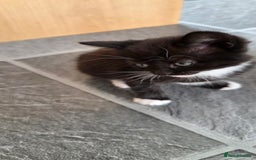 Mixed Breed cats for sale: Kittens - Advert 3