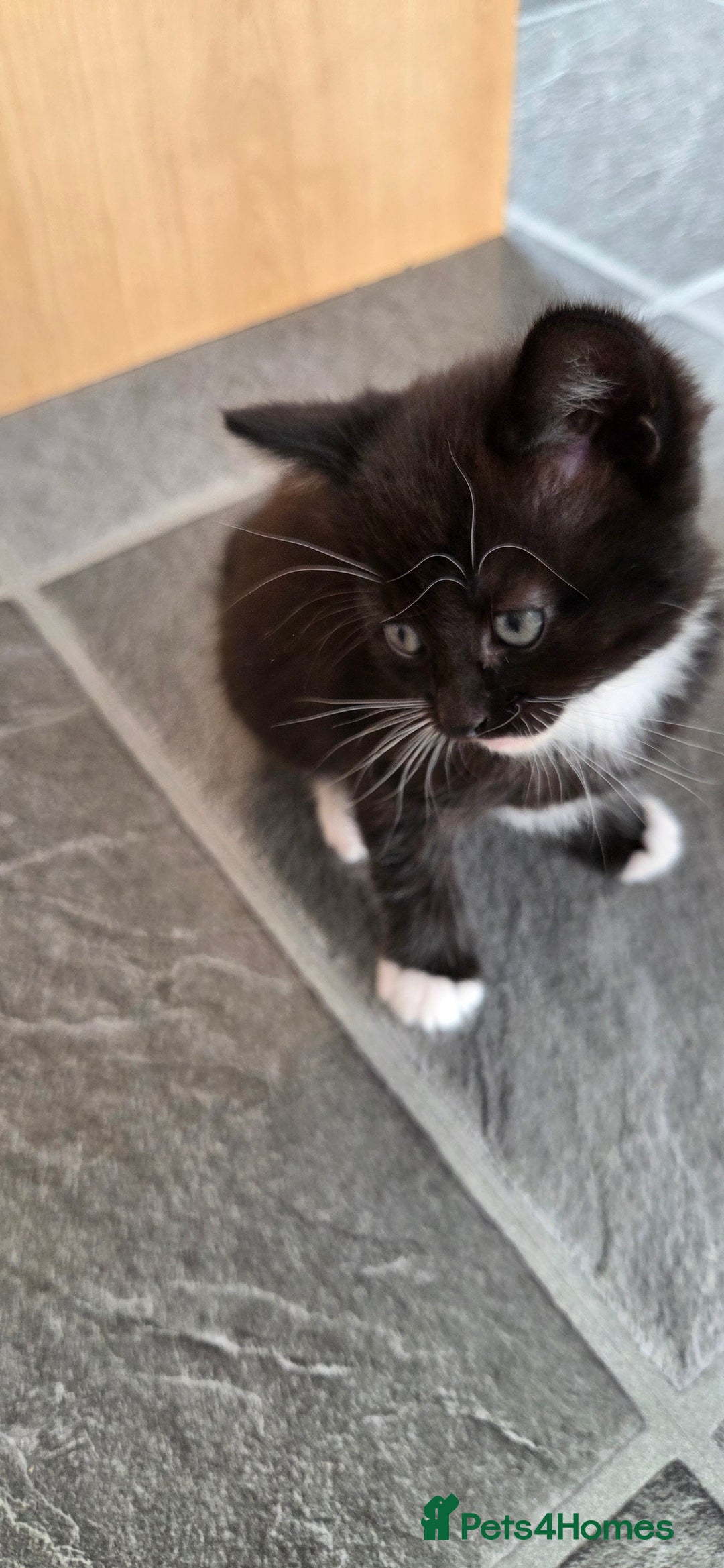 Mixed Breed cats for sale: Kittens - Advert 3