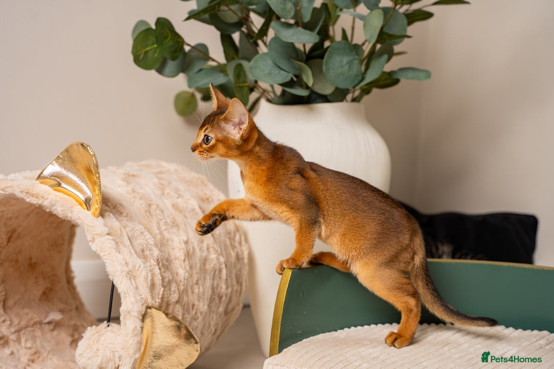 Abyssinian cats for sale: Premium Abyssinian kittens-TICA- Champion Pedigree - Image 28