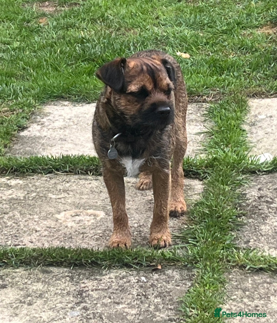 Border Terrier dogs for stud: Border Terrier for Stud Slem Clear KC Registered - Image 2