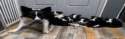 Border Collie dogs for sale: 2 x Male Border Collie Pups  - Advert 2