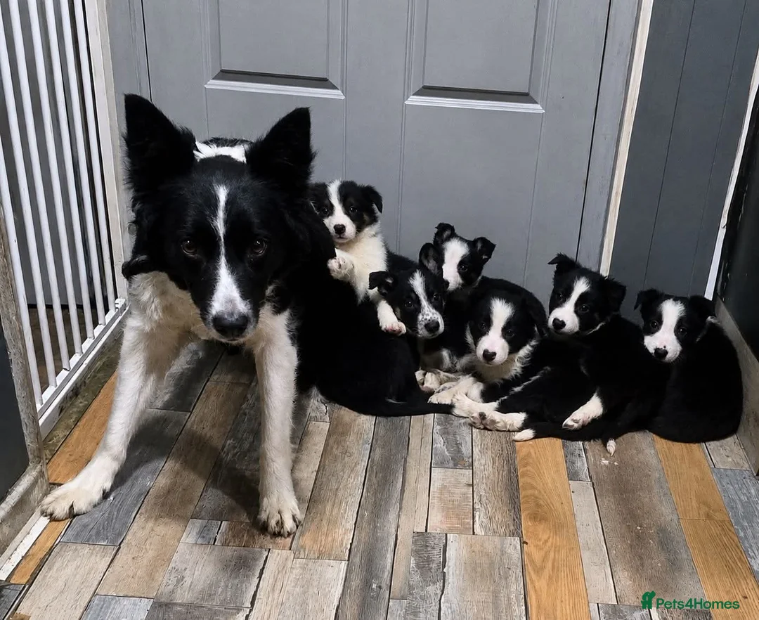 Border Collie dogs for sale: 2 x Male Border Collie Pups  - Advert 2