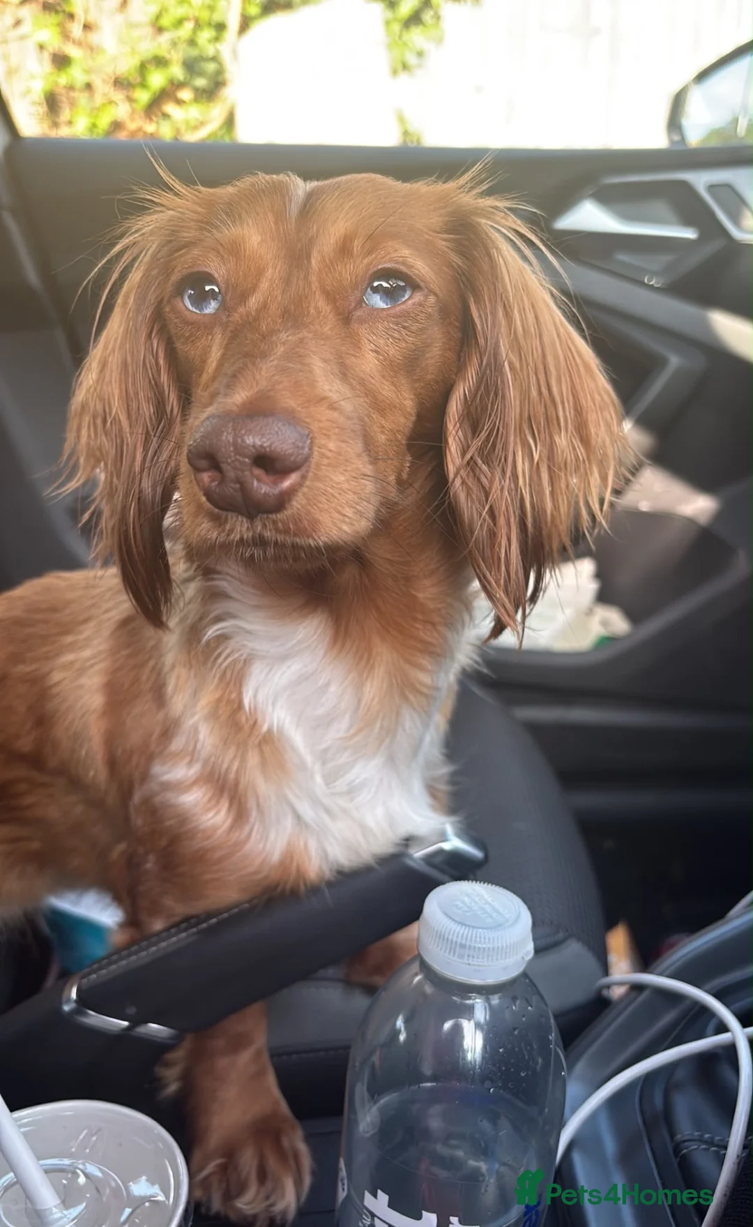Miniature Dachshund dogs for sale: KC registered long haired Miniatures  - Advert 2