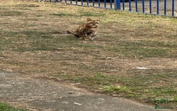 Bengal cats for sale: She very beautiful  - Image 21