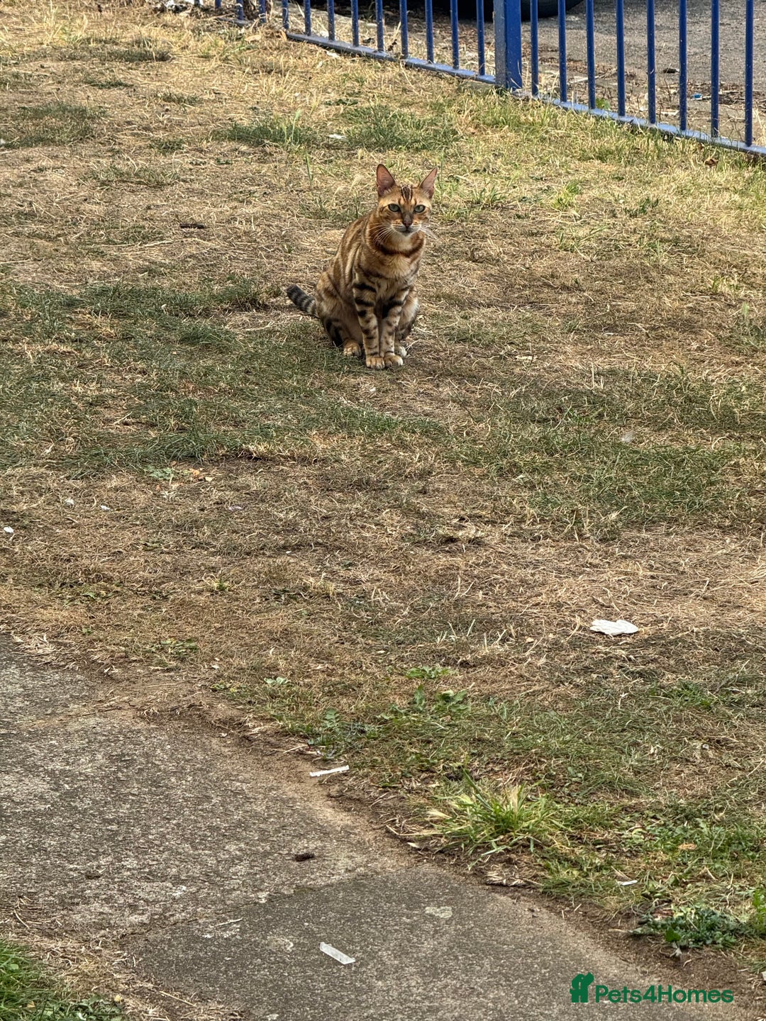 Bengal cats for sale: She very beautiful  - Image 21