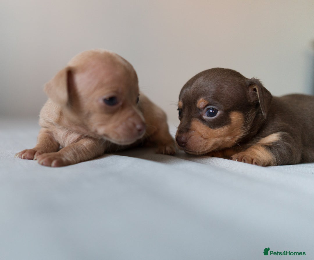 Chiweenie dogs for sale: Stunning Micro Chiweenie Litter - Smallest in UK - Advert 3