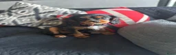 Cavalier King Charles Spaniel dogs for sale: Beautiful cavalier King Charles spaniel  - Advert 8