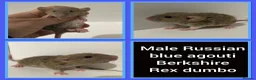 Rat rodents for sale: Adorable Baby Rats for Sale xx - Advert 8