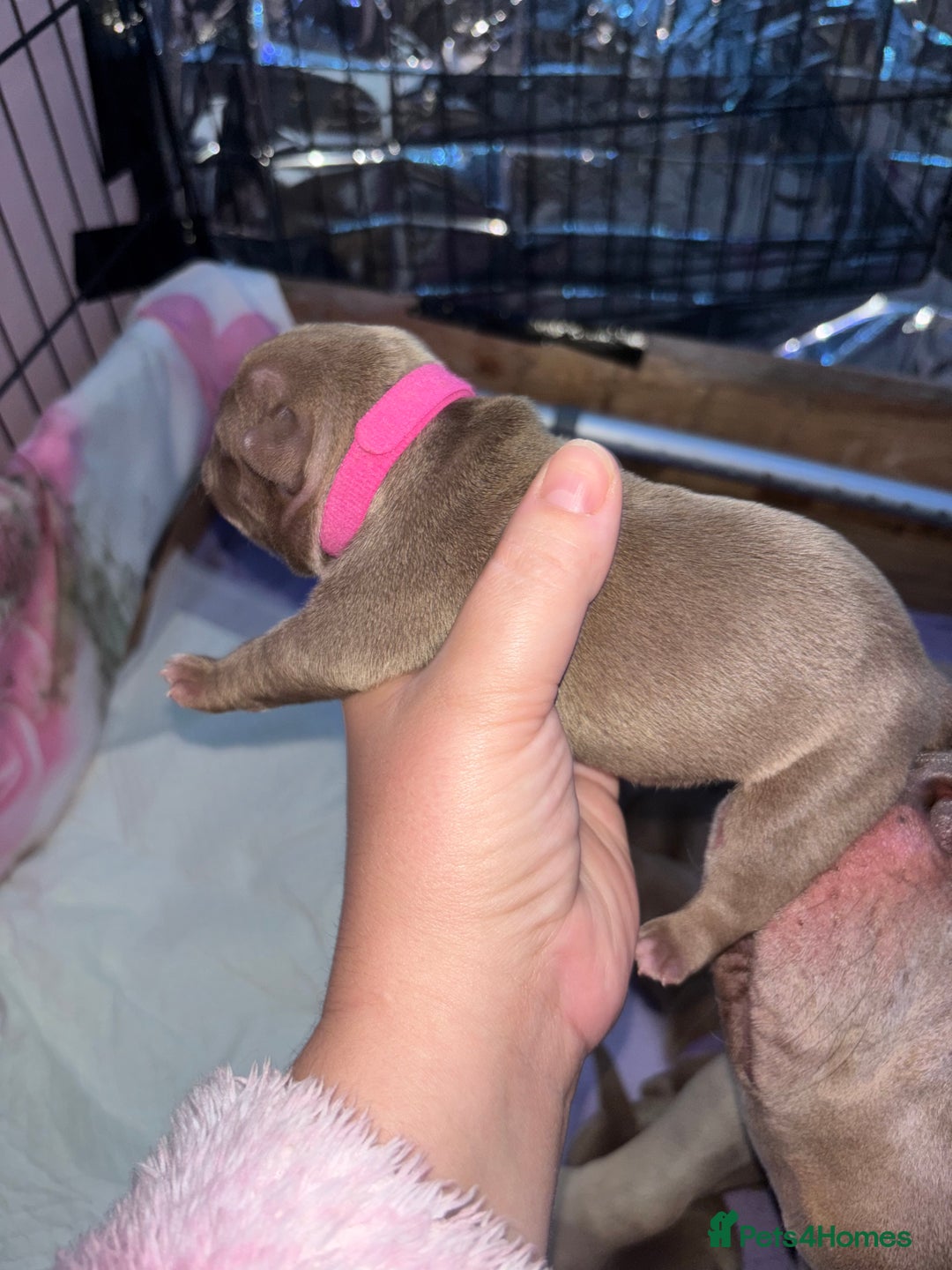 American Bully dogs for sale: Pocket bully puppy’s  - Image 33