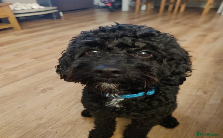 Cockapoo dogs - Advert 1