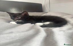 Mixed Breed cats for sale: Adorable 5 Kittens Looking for Forever Homes 🐾 - Image 9