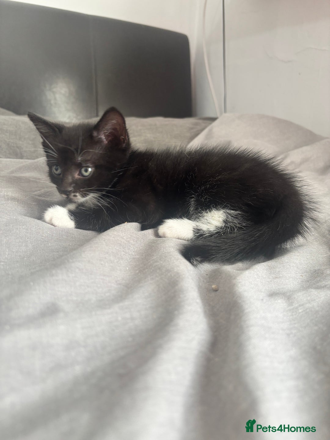 Mixed Breed cats for sale: Adorable 5 Kittens Looking for Forever Homes 🐾 - Image 9