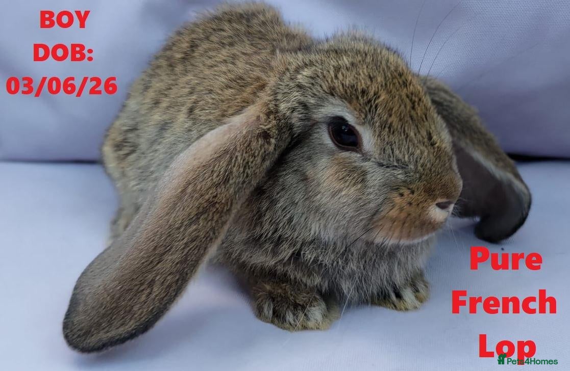 Mini Lop rabbits Cute French x Mini Lop Ready to Go! - Advert 2