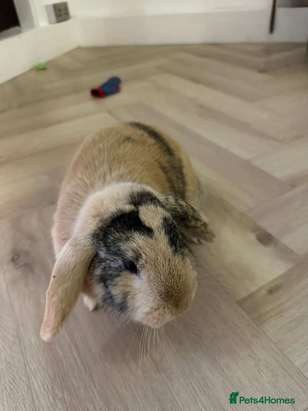 Dwarf Lop rabbits for sale: 2 Female Dwarf Lop Rabbits - Advert 2