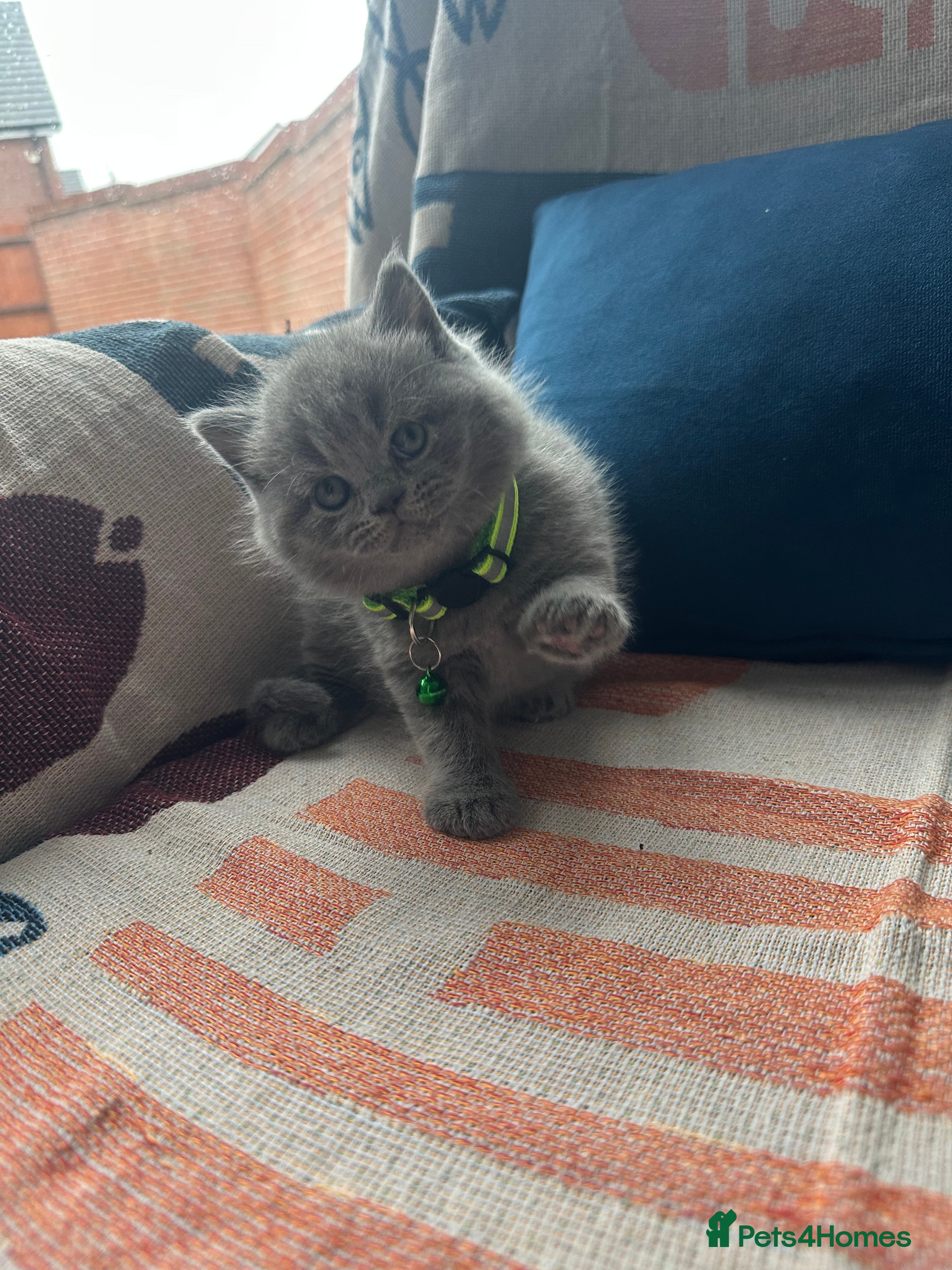 British Shorthair cats 🏆💫GCCF REGISTERED CHUNKY KITTIES💫🏆 - Advert 1