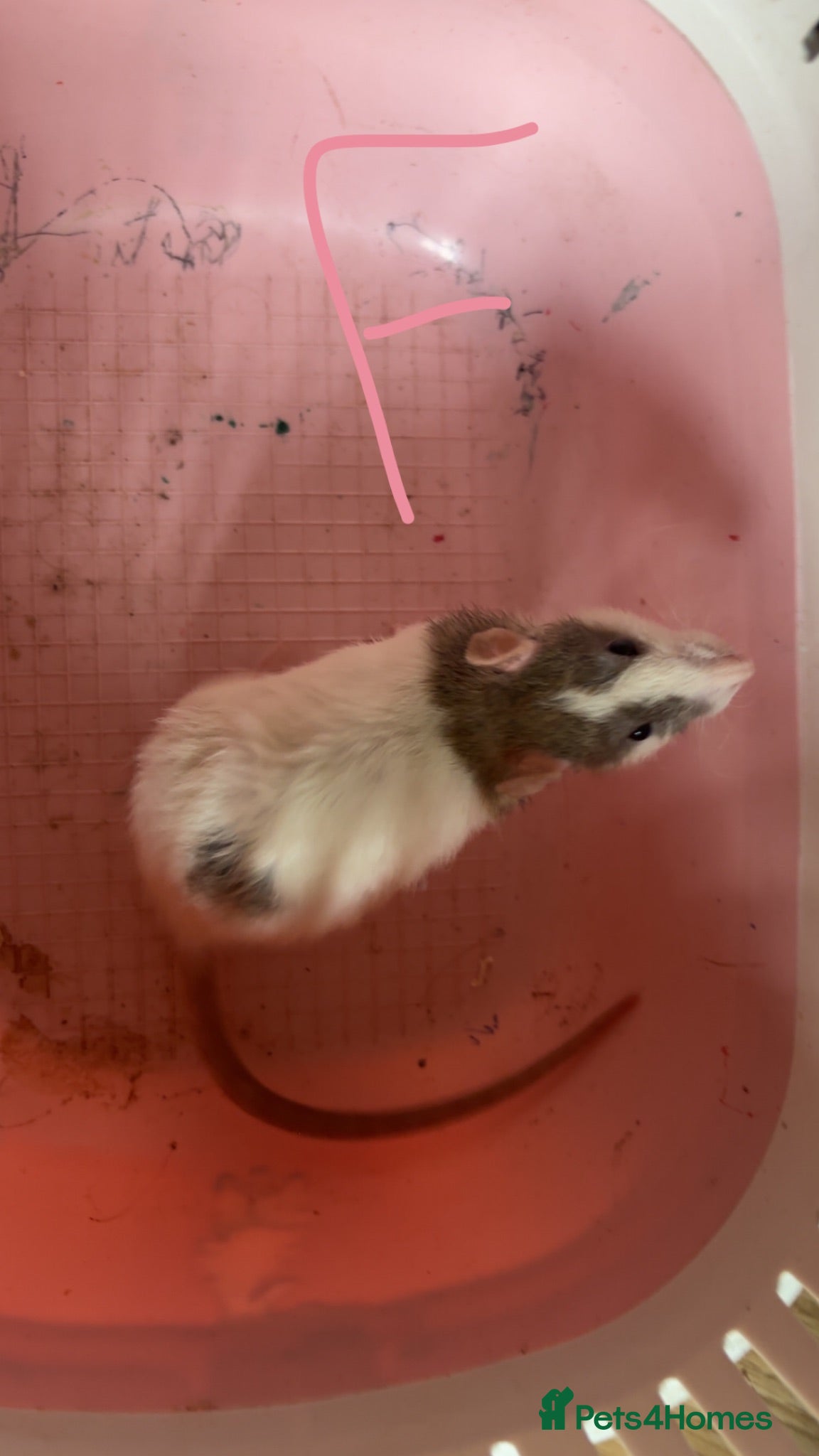 Rat rodents Baby rats ready to leave now - Advert 1
