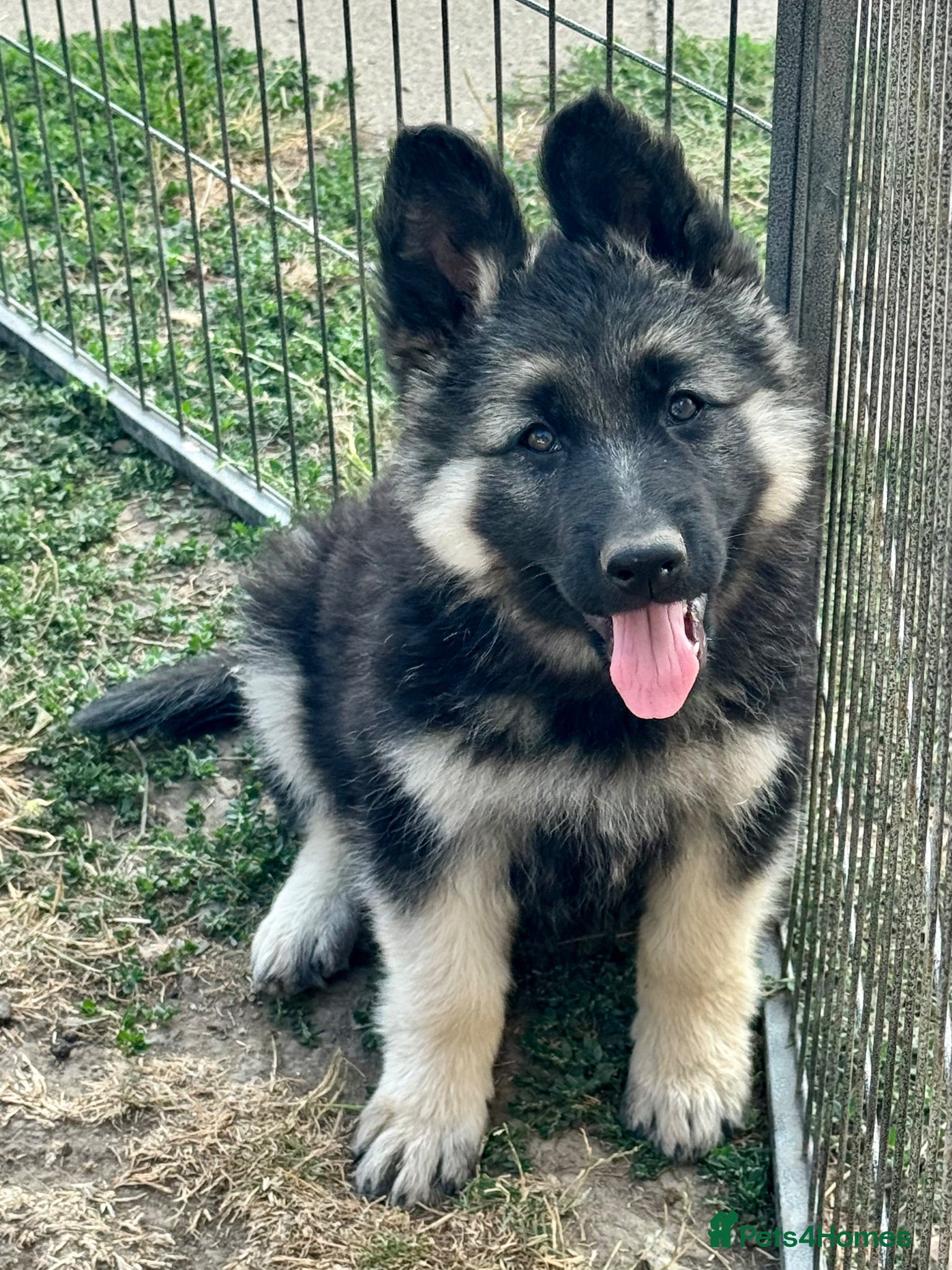 German Shepherd dogs **READY NOW** Black and silver female puppy - Advert 2