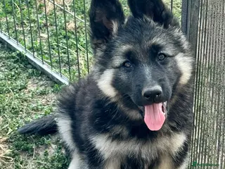 German Shepherd dogs **READY NOW** Black and silver female puppy - Advert 2