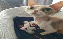 Devon Rex cats for sale: 2 Devon Rex kittens for sale!🐯🐯 - Image 3