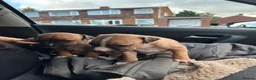 Mixed Breed dogs for sale: Staffy x puppies  - Advert 8