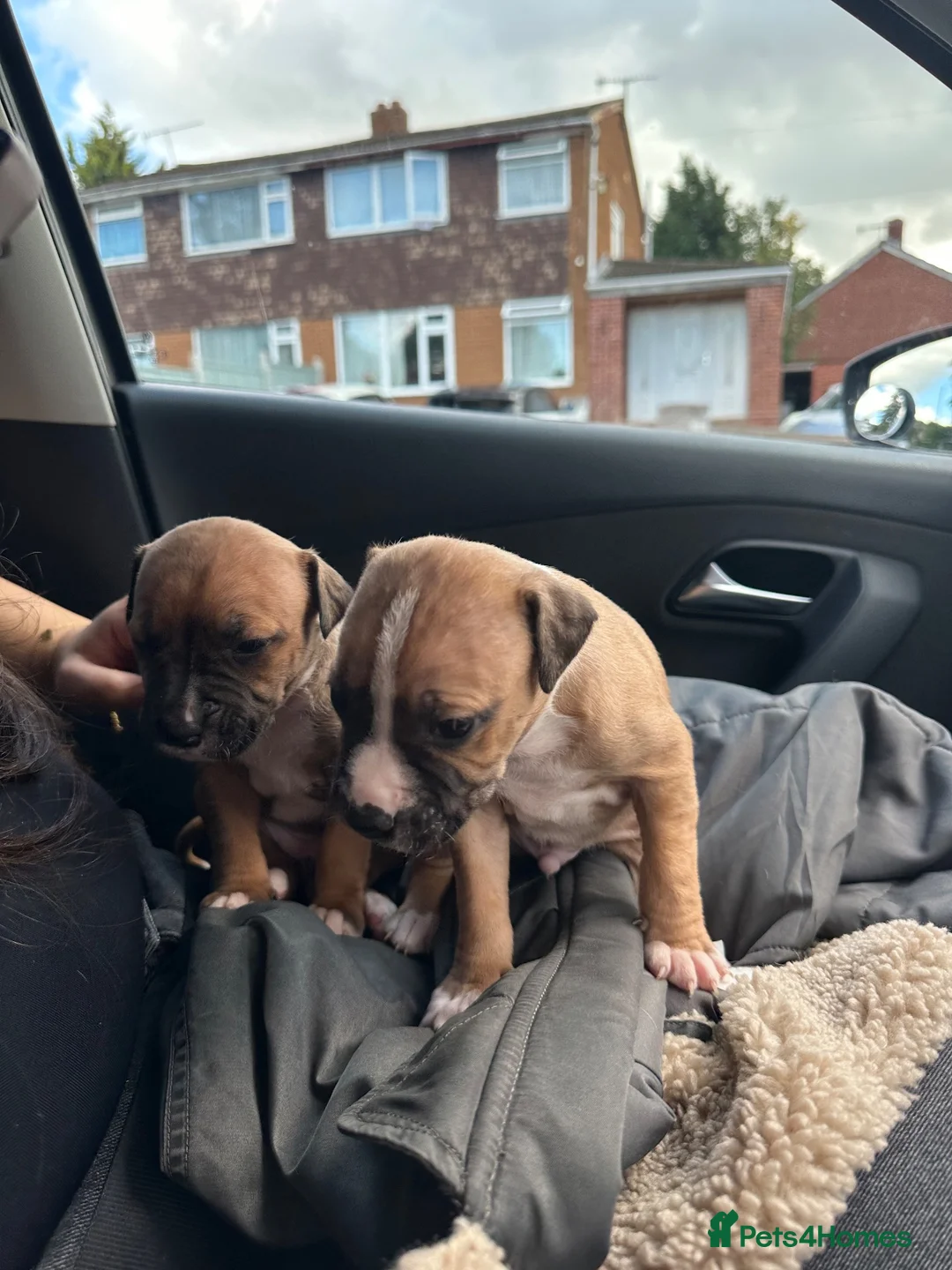 Mixed Breed dogs for sale: Staffy x puppies  - Advert 8