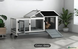 Netherland Dwarf rabbits for sale: Netherland Dwarf rabbit - Image 1