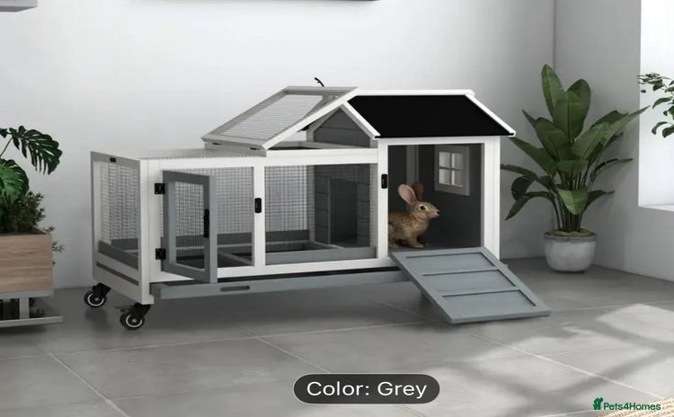 Netherland Dwarf rabbits - Advert 1