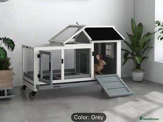 Netherland Dwarf rabbits - Advert 1