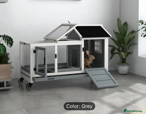 Netherland Dwarf rabbits - Advert 1