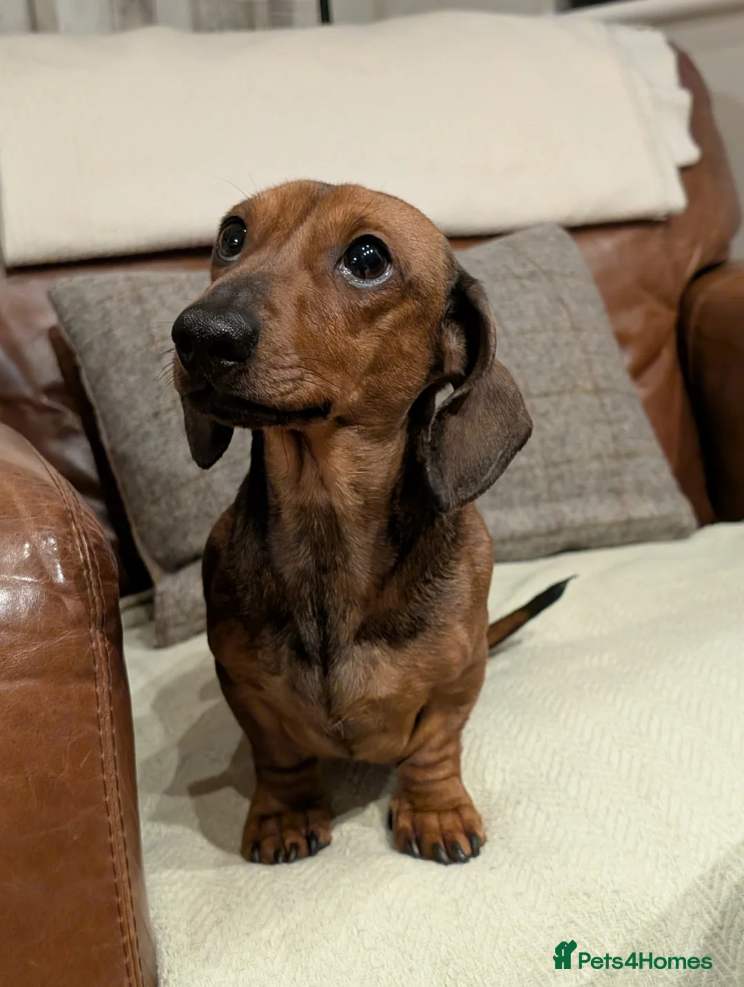 Miniature Dachshund dogs for stud: KC Reg Dachshund (Min smooth haired) - Advert 2