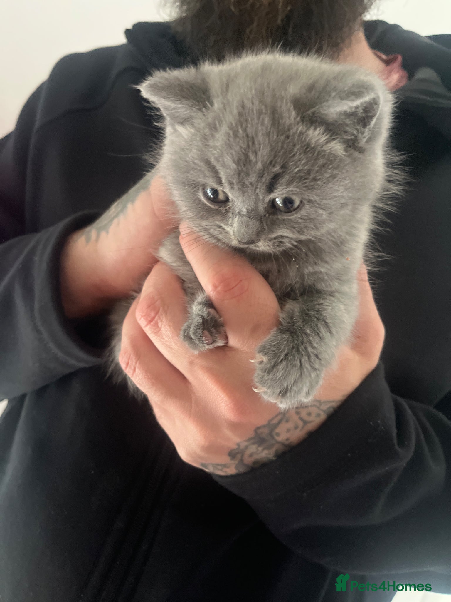 British Shorthair cats Beautiful British shorthair kittens  - Advert 22