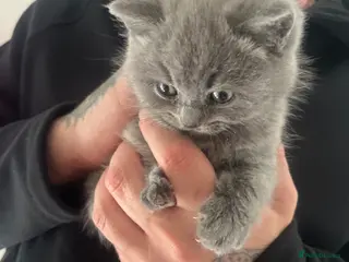 British Shorthair cats Beautiful British shorthair kittens - Advert 7