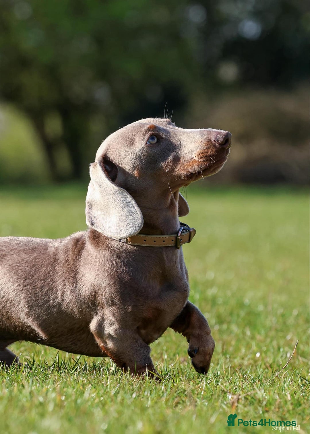 Miniature Dachshund dogs for stud: Mini Isabella & Tan dachshund for stud £150  - Image 4