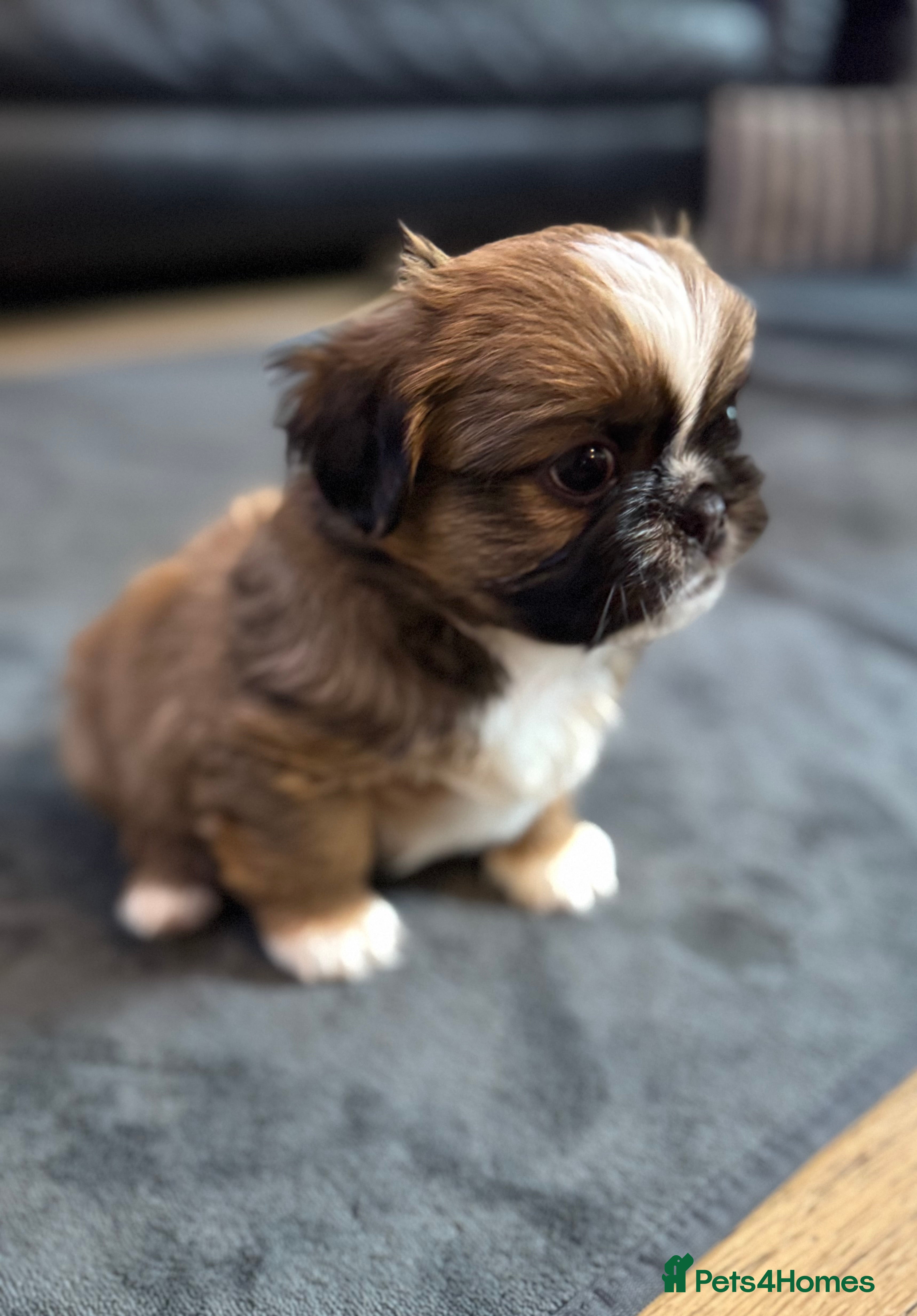 Shih Tzu dogs Beautiful Shih Tzu Puppies – Ready in May - Advert 2