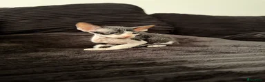 Sphynx 4