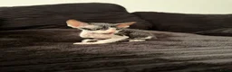 Sphynx cats for sale: Beautiful Sphynx kittens 🩵🩷 🐾  - Advert 4