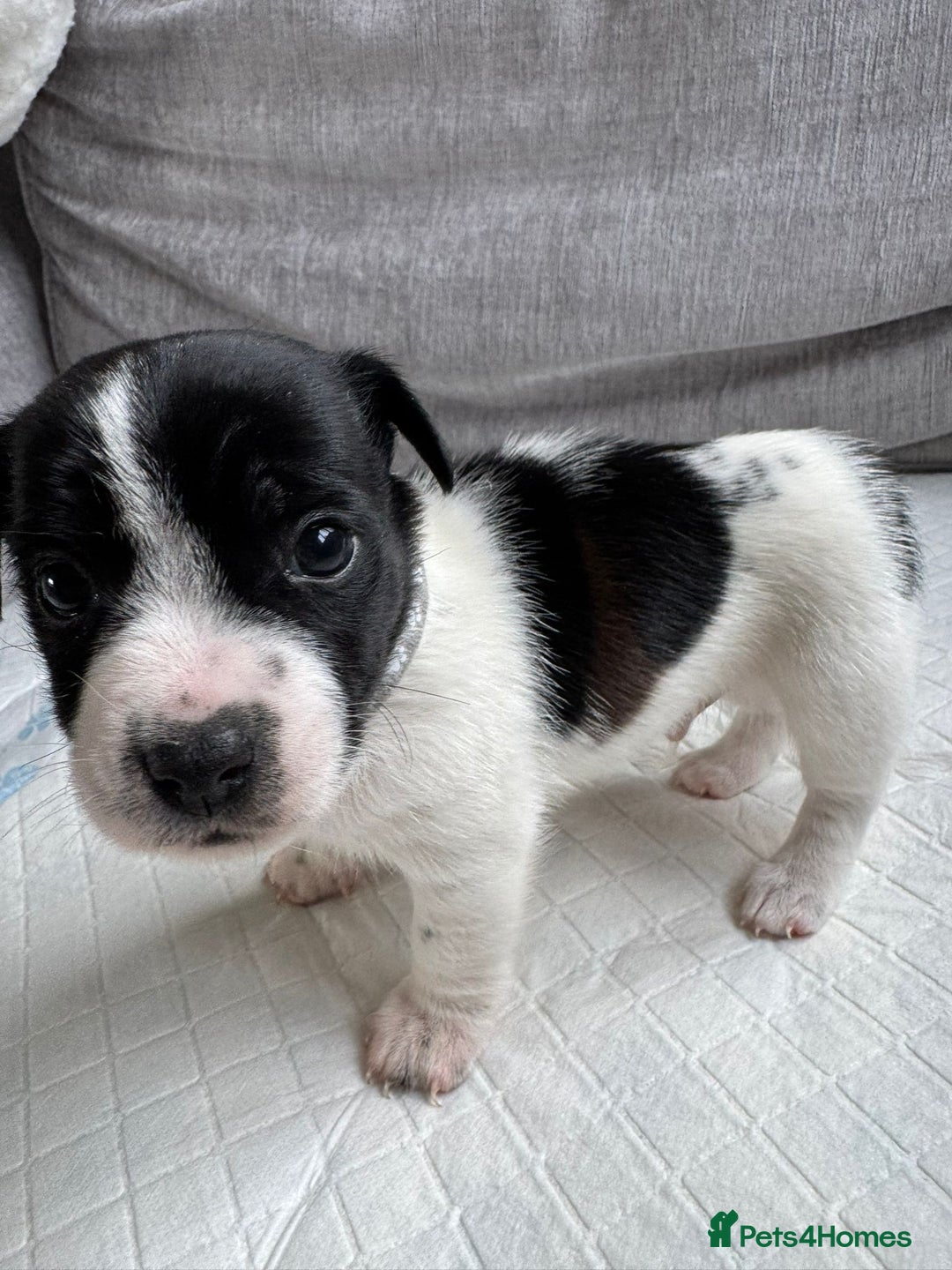 Mixed Breed dogs for sale: Cavalier King Charles Spaniel X Jack Russell - Advert 8