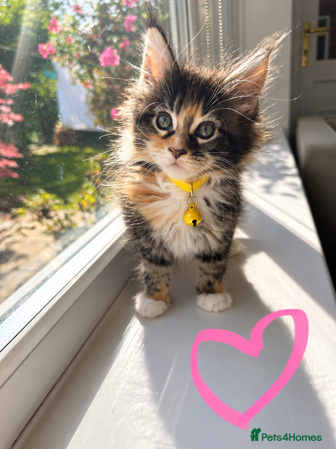 Maine Coon cats for sale: Maine Coon Kittens, beautiful colours - 8 wks - Advert 2