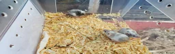 Mouse rodents for sale: Mice for sale  in Lincoln - Advert 4