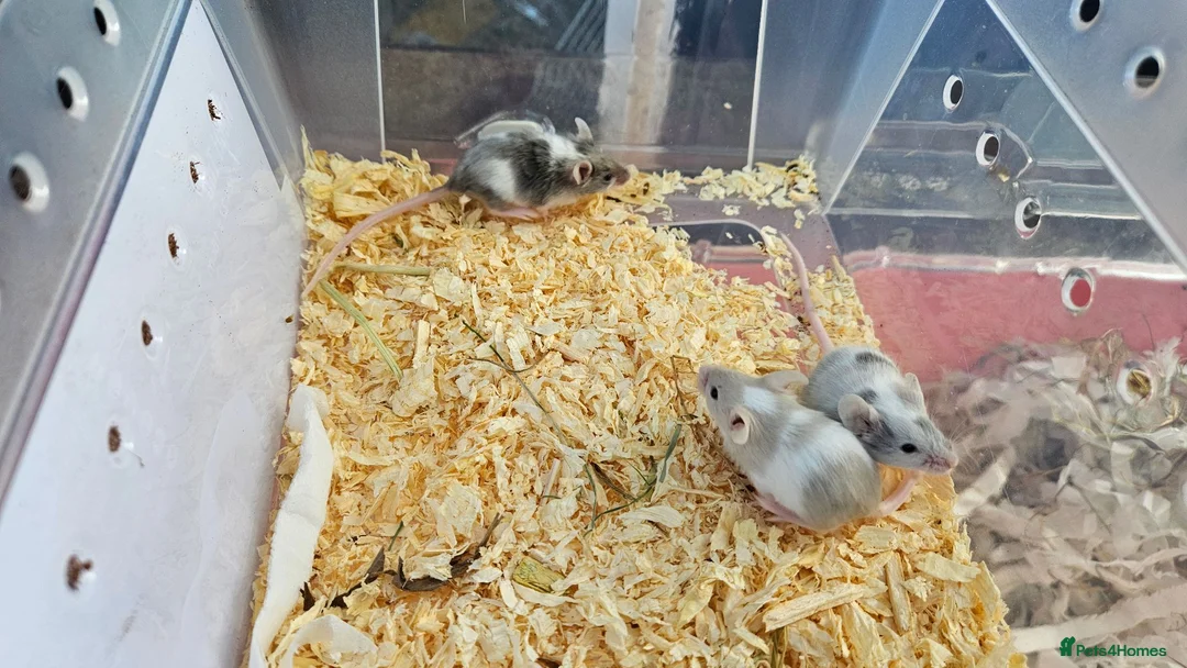 Mouse rodents for sale: Mice for sale  in Lincoln - Advert 4