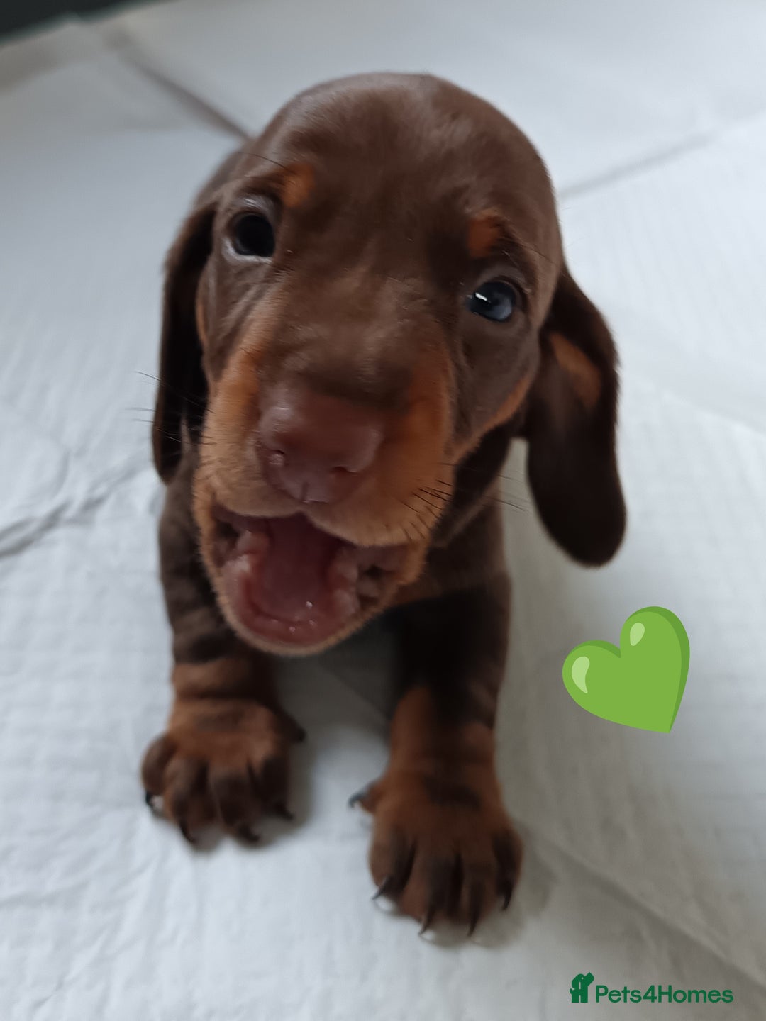 Miniature Dachshund dogs for sale: 2 Beautiful Mini Dachshunds Boys🩵💚 - Image 16