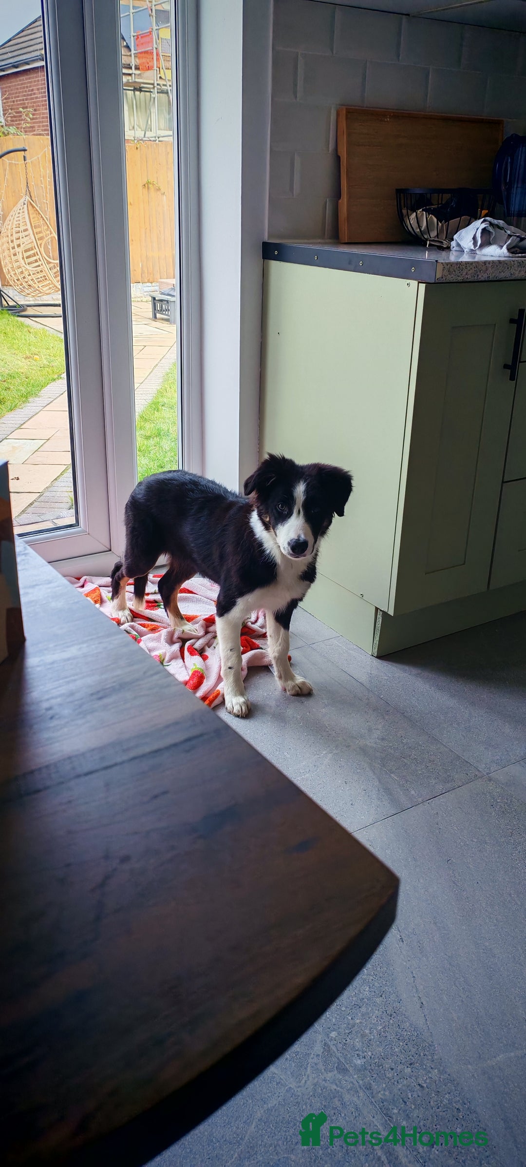 Border Collie dogs for sale: Border Collie girl  - Advert 2
