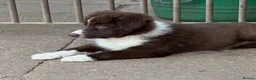 Border Collie dogs for sale: Beautiful Border Collie Puppies for Sale  in Boston - Advert 13
