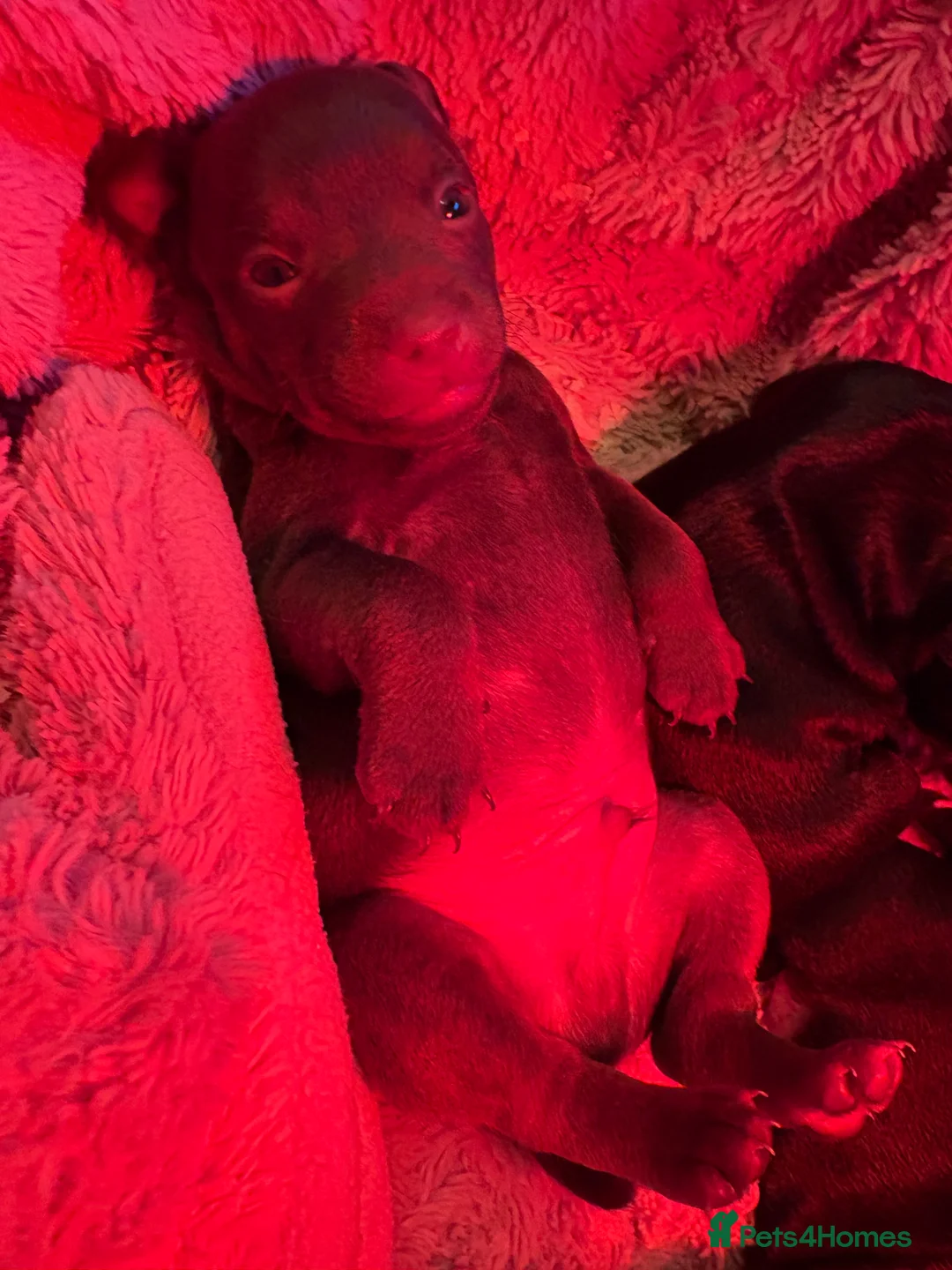 Patterdale Terrier dogs for sale: Fell terriers - Advert 2